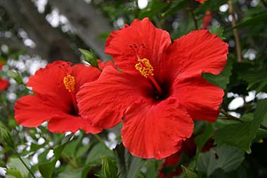 Oahu flora hibiscus red