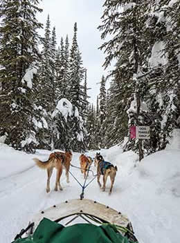 Sun Peaks dog sled adventure