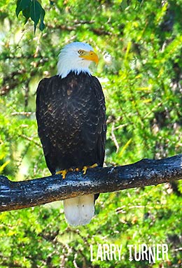 Glacier National Park bald eagle