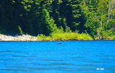 Glacier National Park Bear River crossing