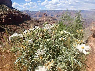 Grand Canyon Bright Angel Trail wildflowers
