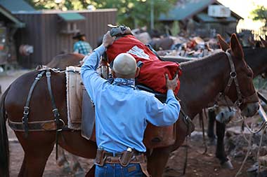 Grand Canyon Phantom Ranch loading mules