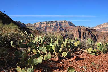 Grand Canyon Phantom Ranch cactus