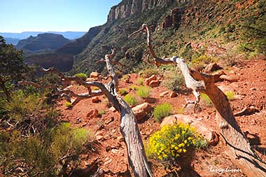 Grand Canyon South Kaibob Trail blooms