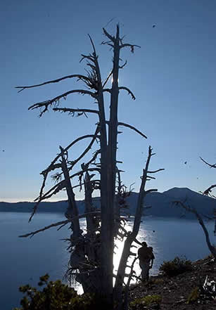 Tattered whitebark pine on Crater Lake