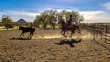 White Stallion Ranch cattle sorting