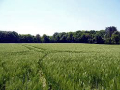 France, wheat field near Auvers
