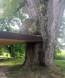 Taliesin roof against tree