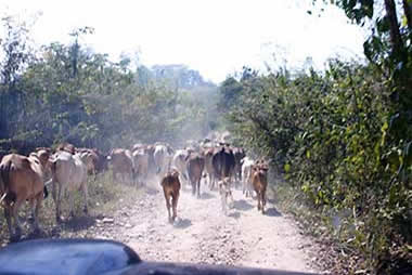 Guatemala Ceibal Road with cattle