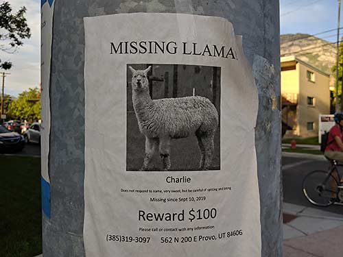 Reward signs for Charlie, the missing llama in Provo, Utah