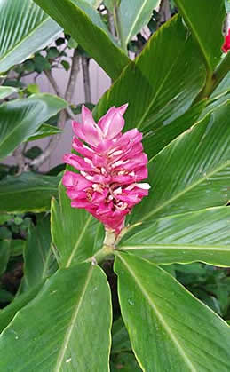 Napili Kai flower