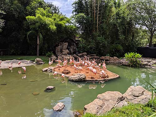 Flamingos at Houston's Zoo