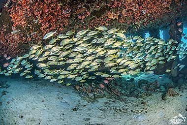 Queen French grunts and Black bar soldier fish on the Bajan Queen wreck. Photo by Andrew Western.