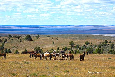 South Steens wild horse band