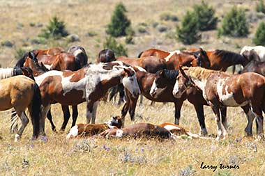South Steens wild horse band afternoon rest