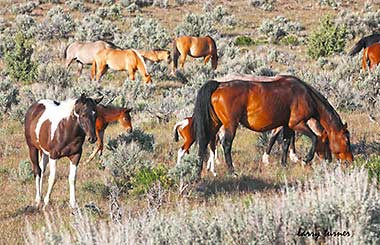 South Steens wild horses