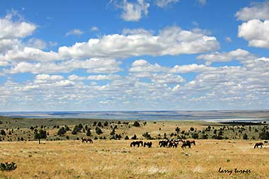 South Steens wild horse herd