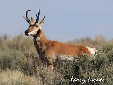 Hart Mountain pronghorn