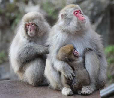 Jigokudani Monkey Park in Nagano, Japan