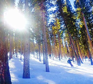 Skiing the trees