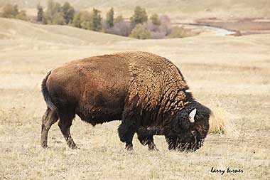 Bison grazing