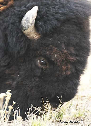 Bison head