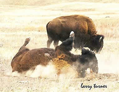 Rollicking bison