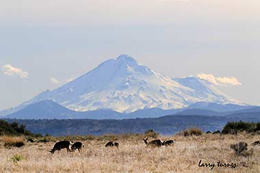 Tulelake Mt. Shasta view