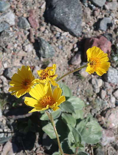 Death Valley National Park wildflowersd