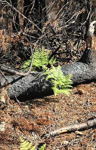 New growth after forest fire