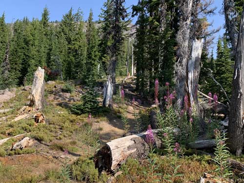 Diamond Peaks Wilderness wildflowers along the trail