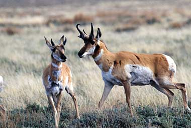 Oregon antelope