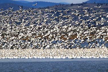 Oregon bird flock