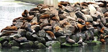 Oregon sea lions