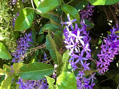 Durban Botanic Gardens flower