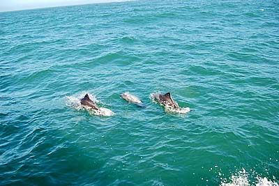 Namibia Walvis Bay Heavisides Dolphins