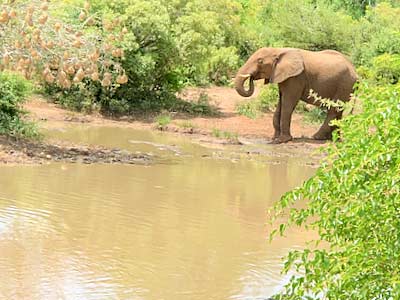 South Africa Hluhluwe Umfolozi Game Reserve elephant