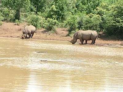 South Africa Hluhluwe Umfolozi Game Reserve rhinoceroses