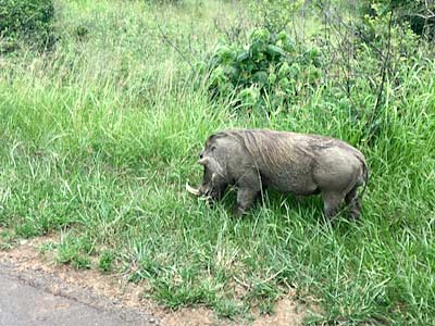 South Africa Hluhluwe Umfolozi Game Reserve warthog