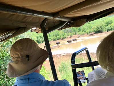 South Africa Hluhluwe Umfolozi Game Reserve watching water buffalo move for rhinoceroses