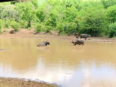 South Africa Hluhluwe Umfolozi Game Reserve water-buffalo in stream