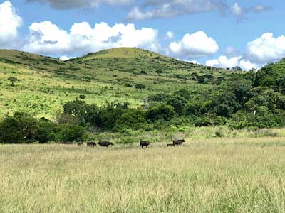 South Africa Hluhluwe Umfolozi Game Reserve water buffalos