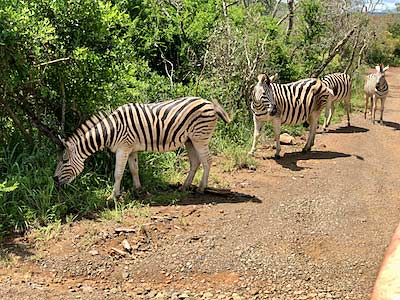 South Africa Hluhluwe Umfolozi Game Reserve zebras