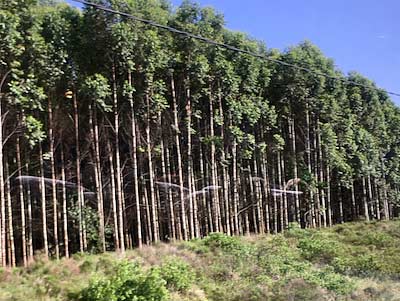 South Africa Richards Bay Timber Farm