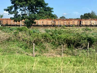 South Africa Richards Bay trainloads of timber