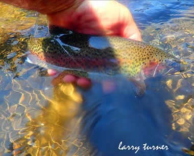 Oregon Steens Mountain stream