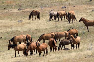 Oregon-Steens-Mt Wilderness