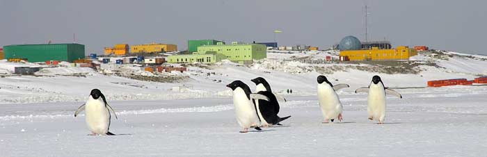 Davis Station with penguins