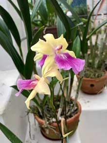 Rio de Janeiro Orchid House in the Botanical Garden purple orchid