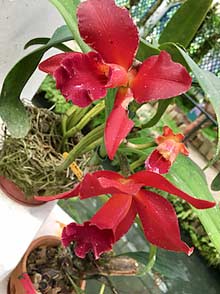 Rio de Janeiro Orchid House in the Botanical Garden red orchid